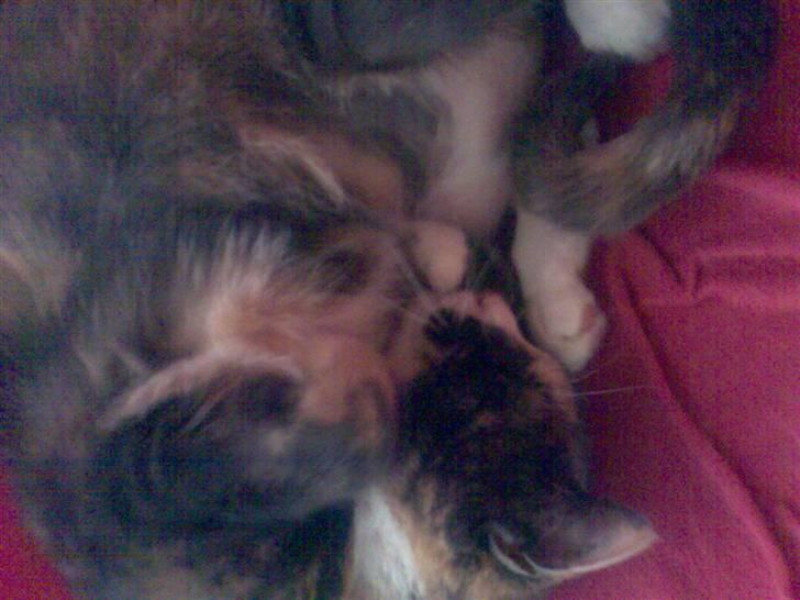 Huskat Fille - tager mig lige en lur billede 5