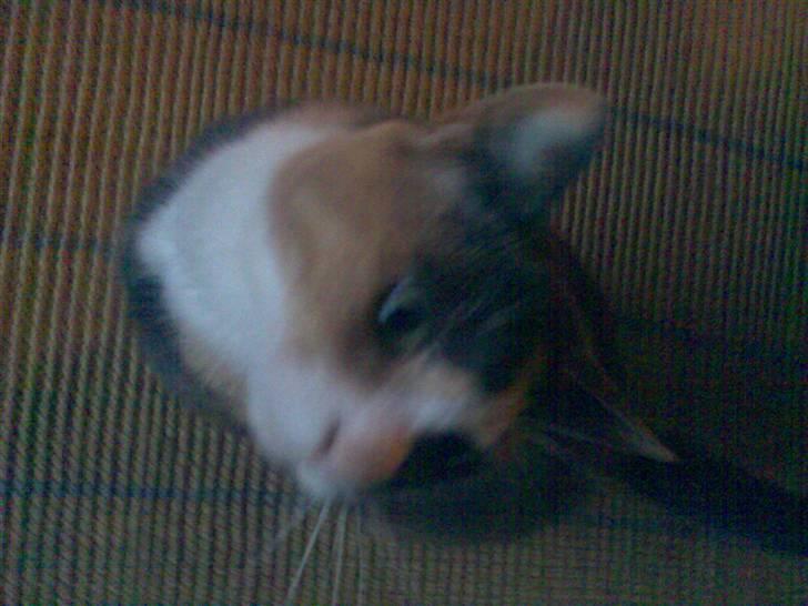 Huskat Fille - skal vi kæle billede 6