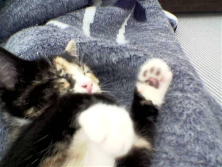 Huskat balou billede 10