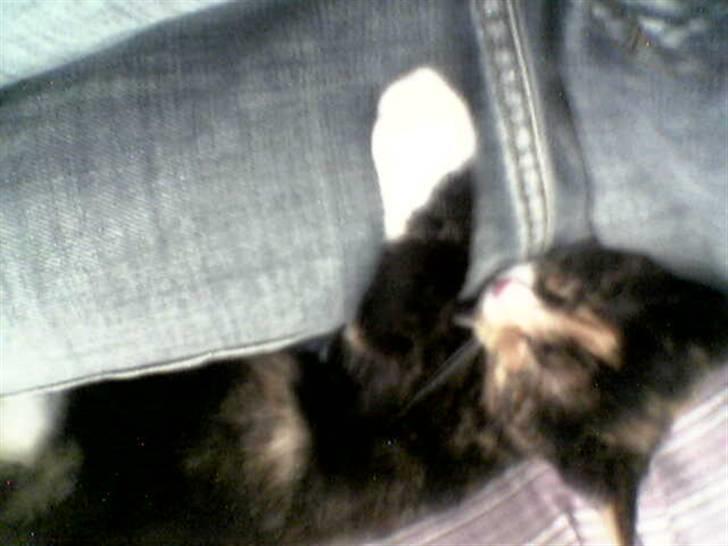 Huskat balou billede 11