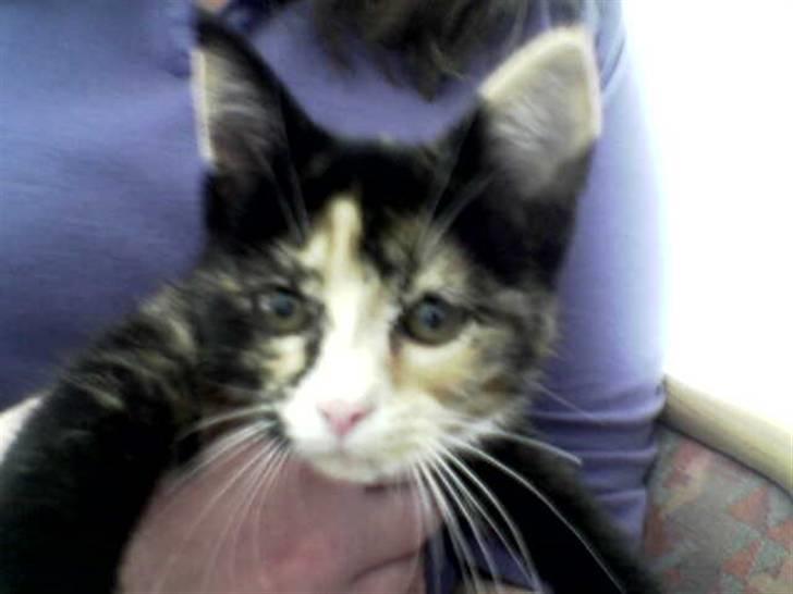 Huskat balou billede 12