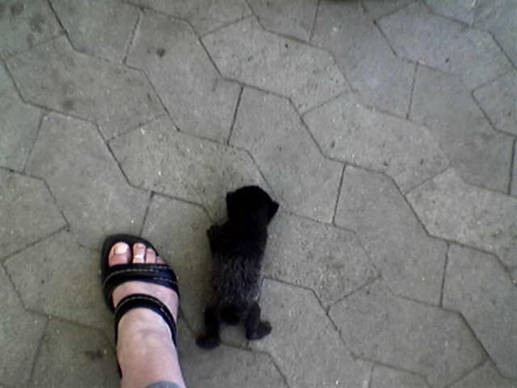 Huskat missy - en meget lille missy....en str 37 i sko der er ved siden af billede 2