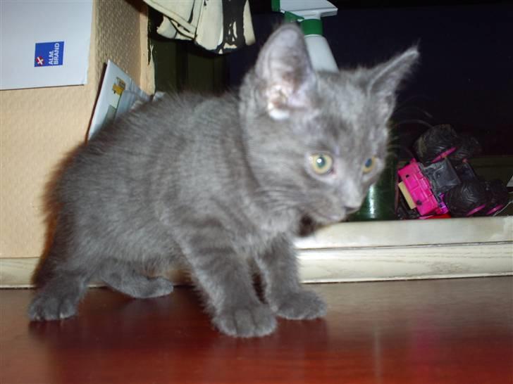 Huskat lexus - jeg lurer lige lidt billede 1