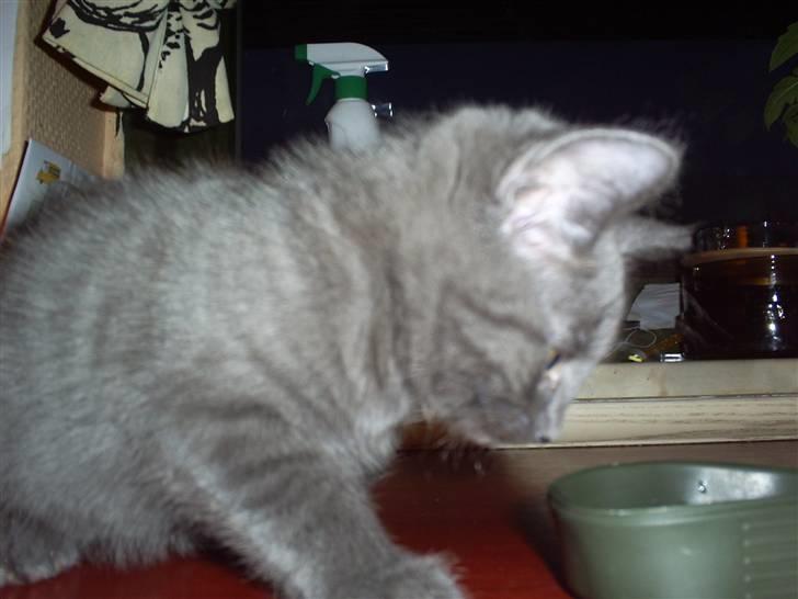 Huskat lexus - undersøger lige den her billede 2