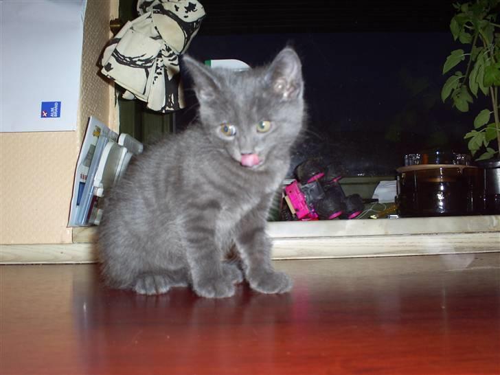 Huskat lexus billede 3