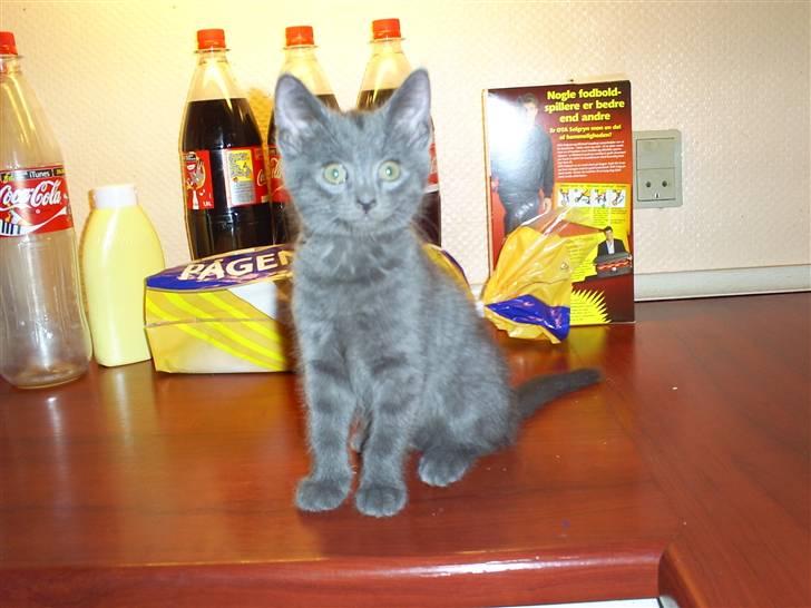 Huskat lexus - tja man gør sig da til for fotografen billede 4