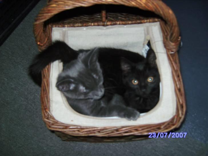 Huskat missy - både missy og lexus synes da de skal med på picnic billede 3