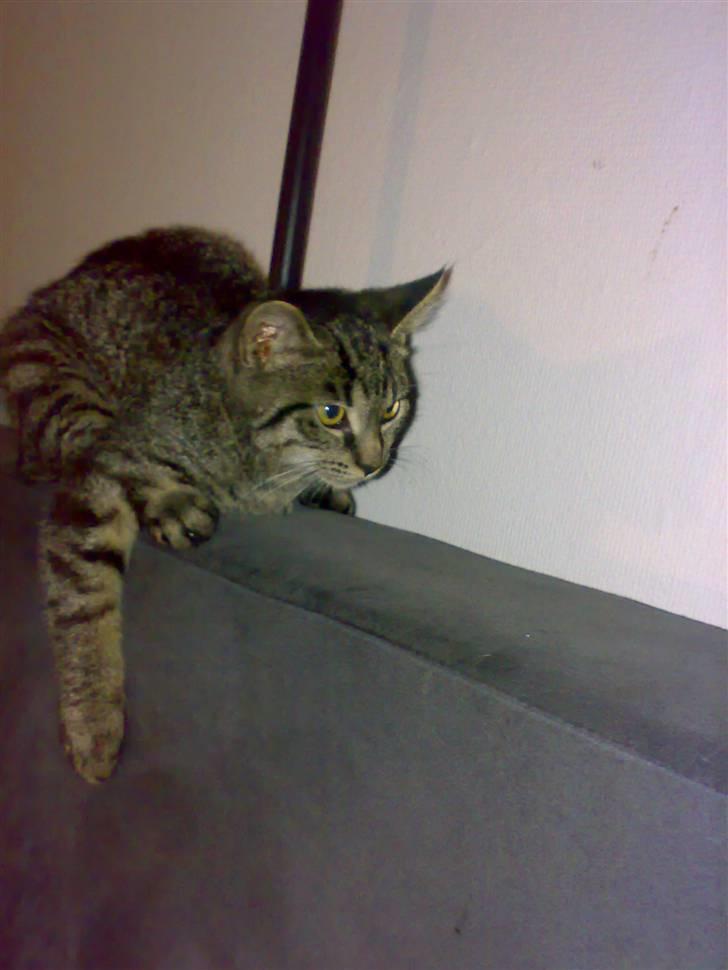 Huskat Lille Musse (: billede 11