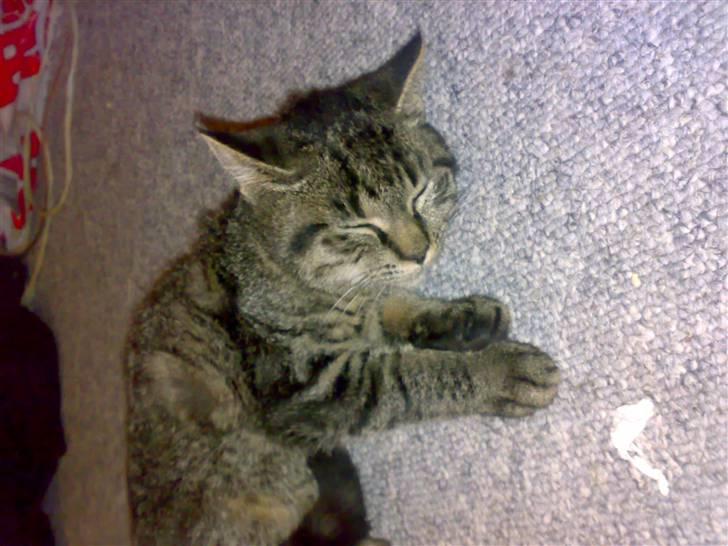 Huskat Lille Musse (: billede 12