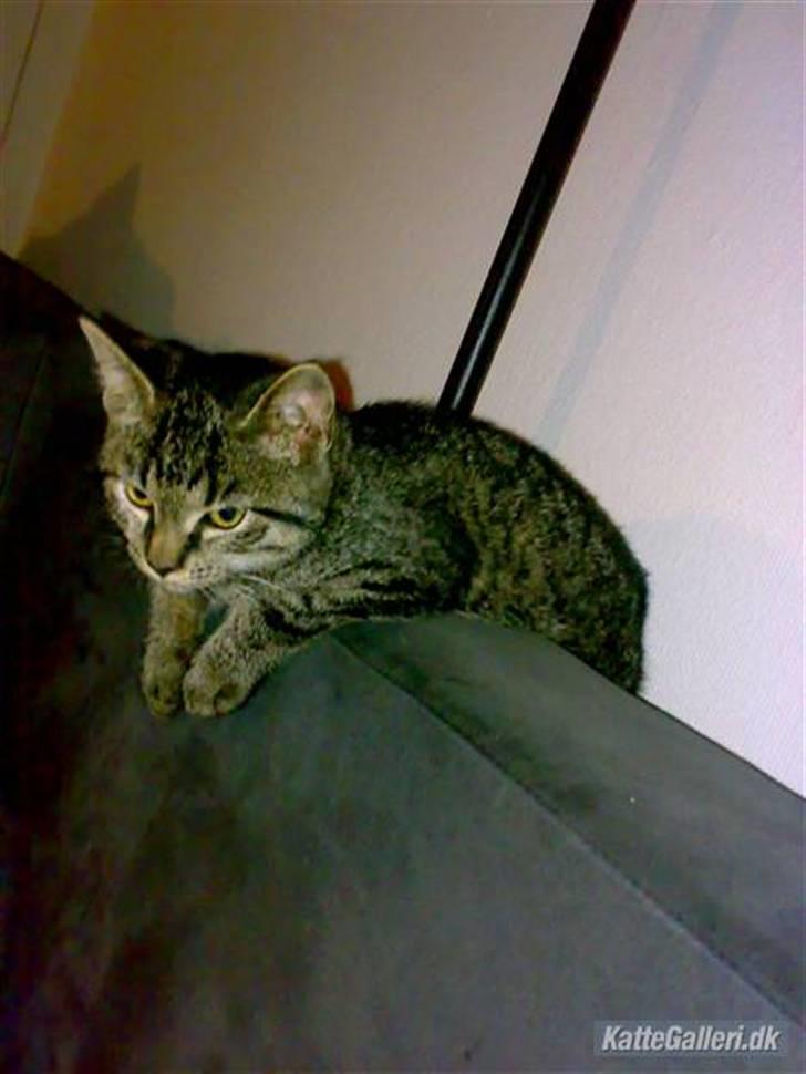 Huskat Lille Musse (: billede 13