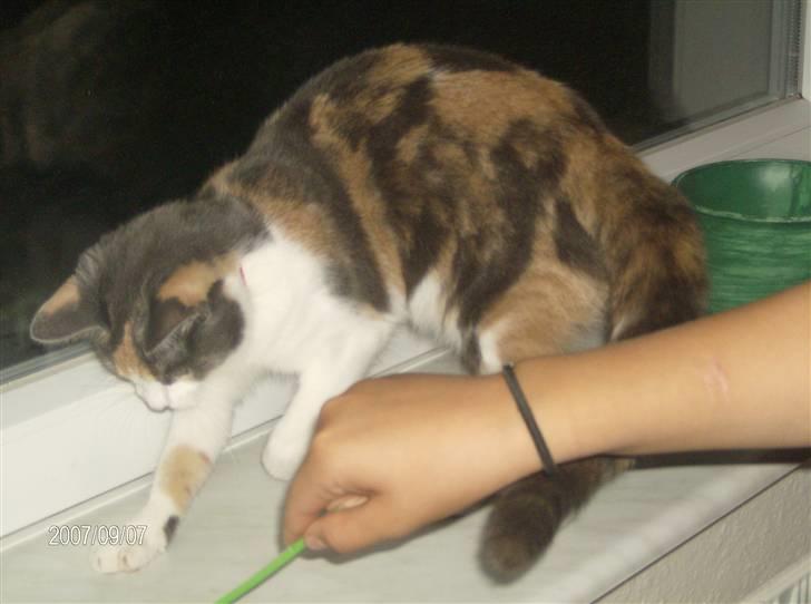 Huskat Nuggie - Johanna leger lidt med mus :D <3 billede 2