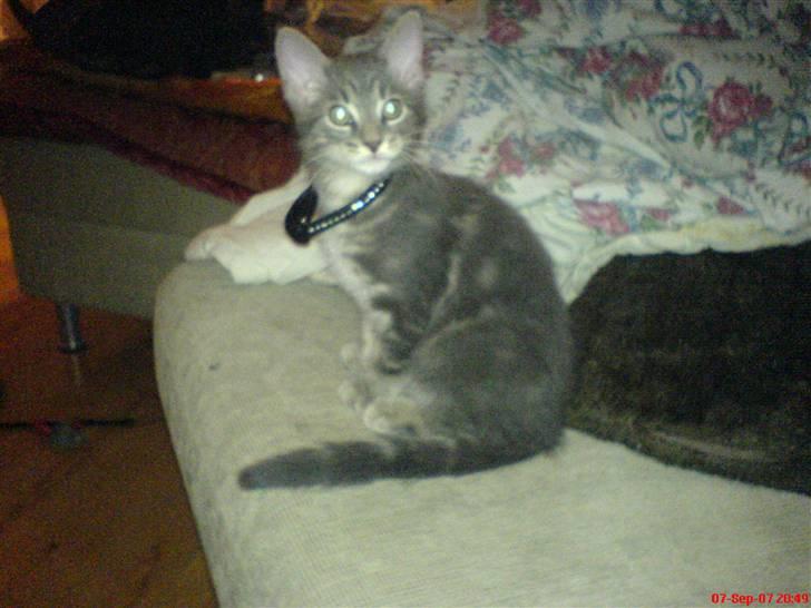 Blanding af racer Main coon bla. Iggy... - ja her er han så lige kommet hjem og har fået halsbånd på  billede 1
