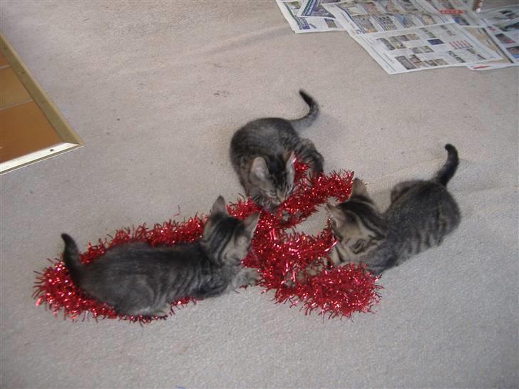 Huskat Frede, Frida og Freja billede 1