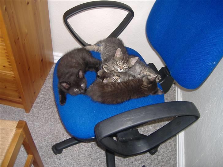 Huskat Frede, Frida og Freja billede 2