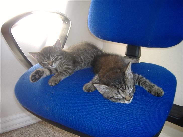 Huskat Frede, Frida og Freja billede 3