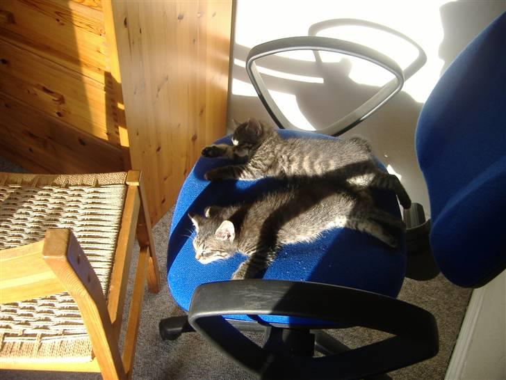 Huskat Frede, Frida og Freja billede 4