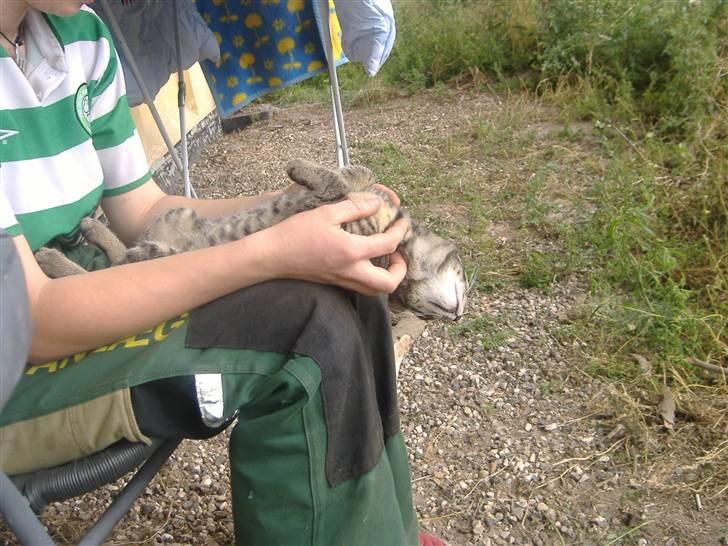 Huskat Frede, Frida og Freja billede 5