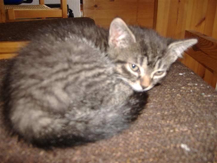 Huskat Frede, Frida og Freja billede 6