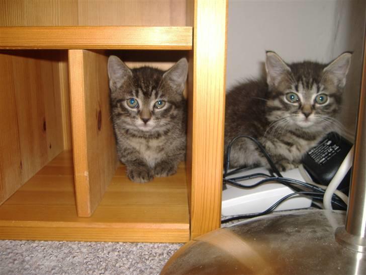 Huskat Frede, Frida og Freja billede 7