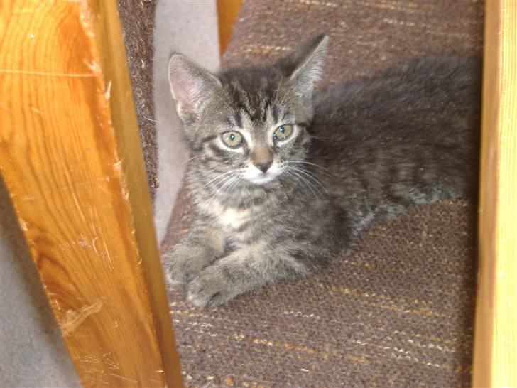 Huskat Frede, Frida og Freja billede 8