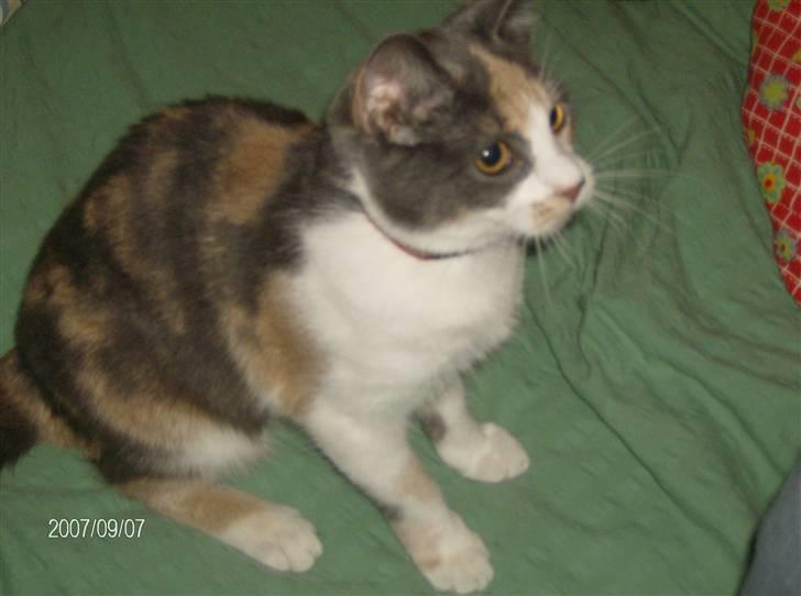 Huskat Nuggie - Min dejlige Nuggie der kigger <3 billede 8