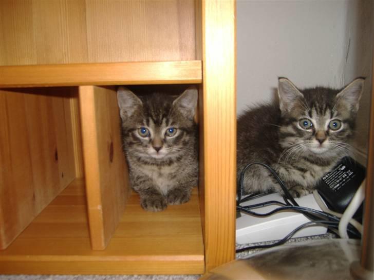 Huskat Frede, Frida og Freja billede 9