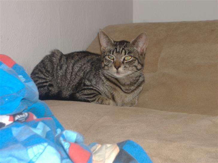 Huskat Frede, Frida og Freja billede 11