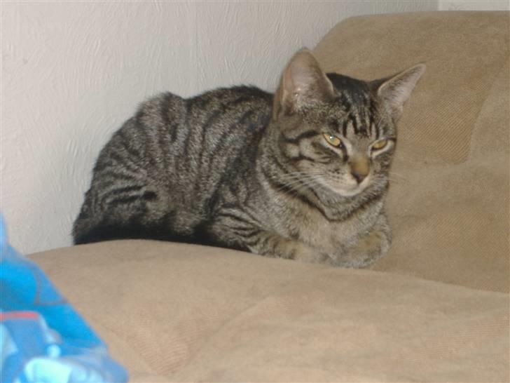 Huskat Frede, Frida og Freja billede 12