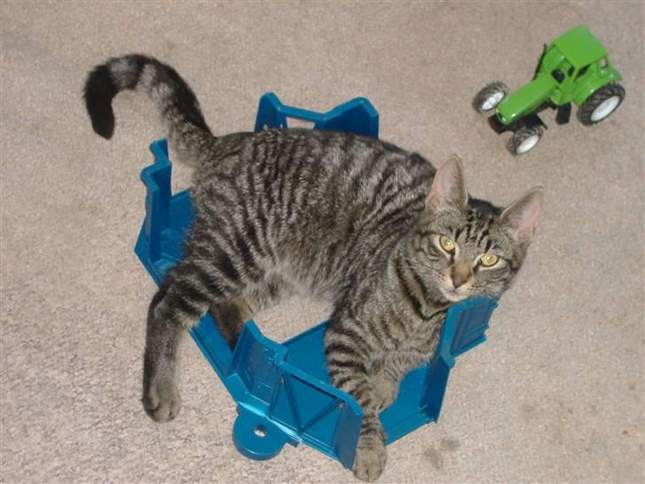 Huskat Frede, Frida og Freja billede 13