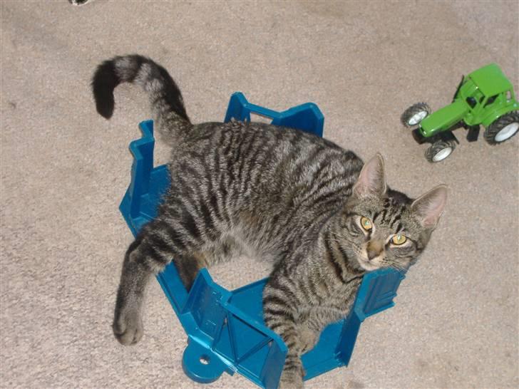 Huskat Frede, Frida og Freja billede 14