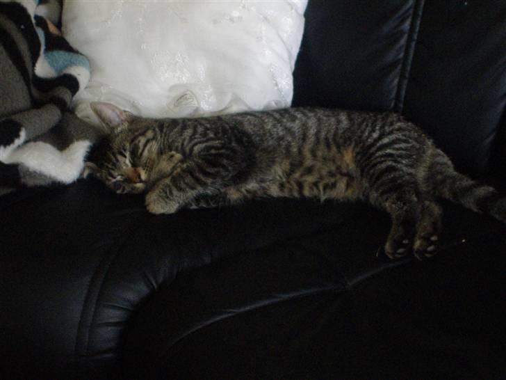 Huskat Frede, Frida og Freja billede 15