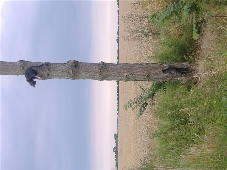 Huskat Frede, Frida og Freja billede 16