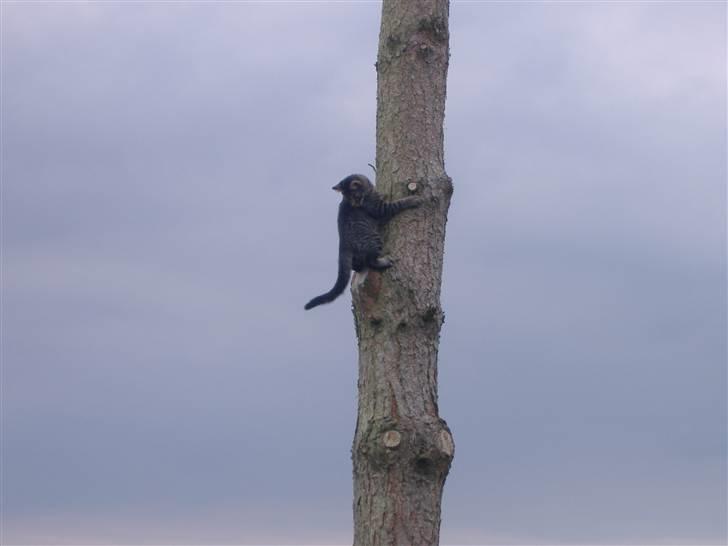 Huskat Frede, Frida og Freja billede 17