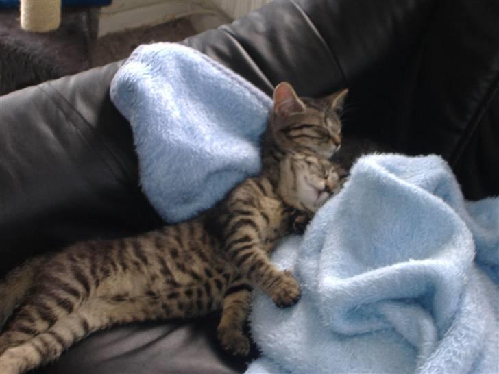 Huskat Frede, Frida og Freja billede 18