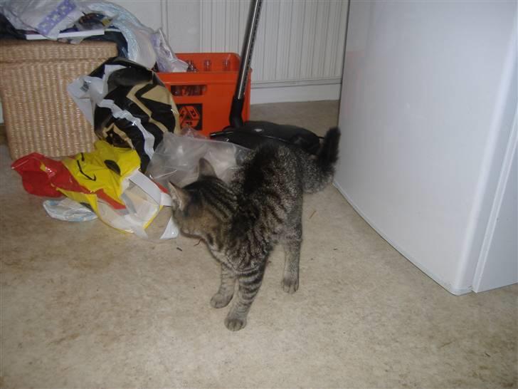 Huskat Frede, Frida og Freja billede 19