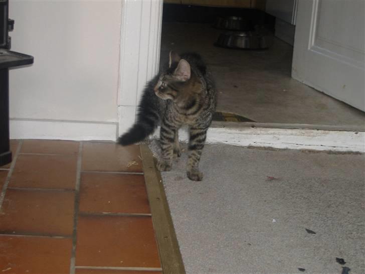 Huskat Frede, Frida og Freja billede 20