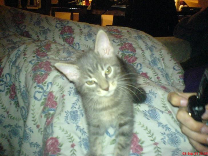 Blanding af racer Main coon bla. Iggy... - han elsker allerede cameraet billede 3