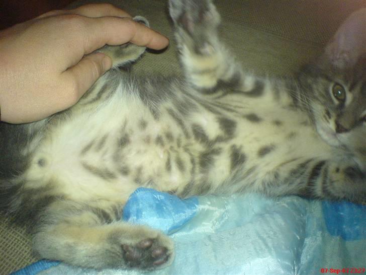 Blanding af racer Main coon bla. Iggy... - han er dejlig striber på næsten hele kroppen men maven er plettet billede 4