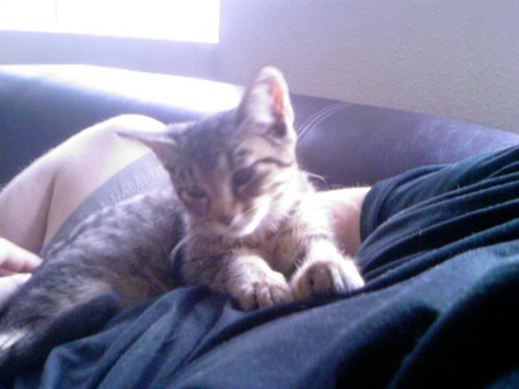 Blanding af racer Julie billede 1