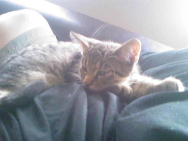 Blanding af racer Julie billede 2