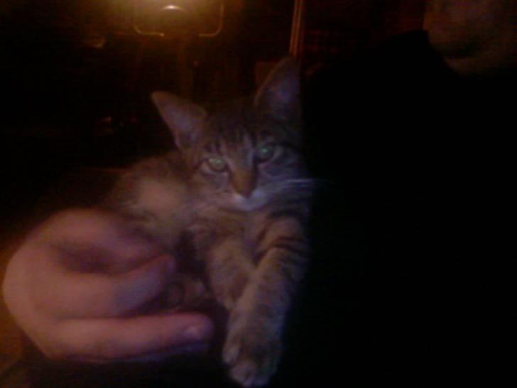 Blanding af racer Julie billede 3