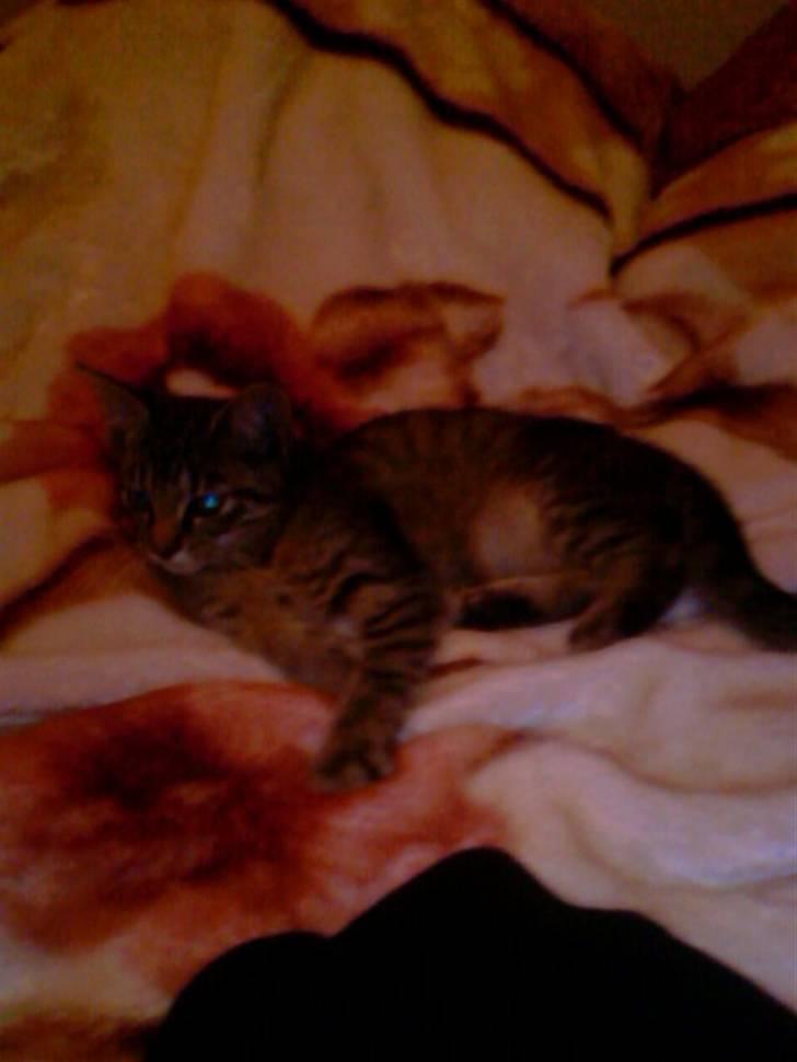 Blanding af racer Julie billede 4