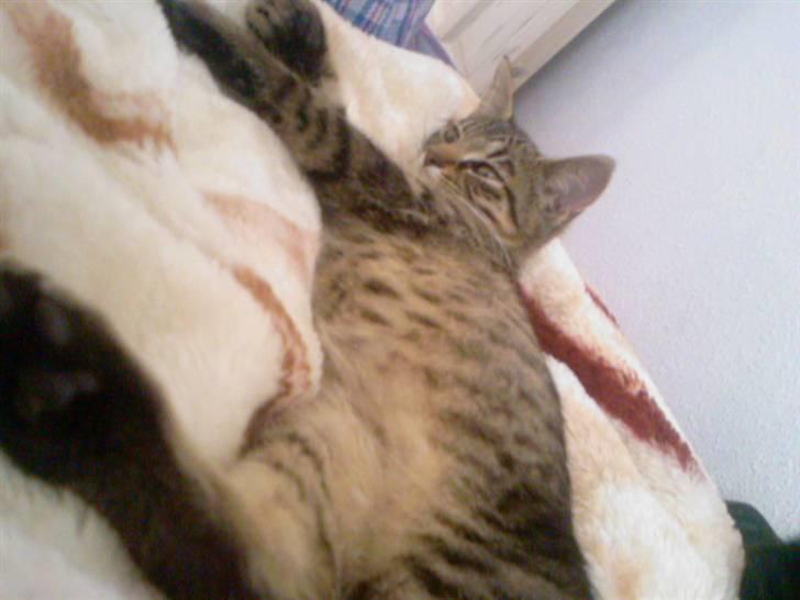 Blanding af racer Julie billede 5