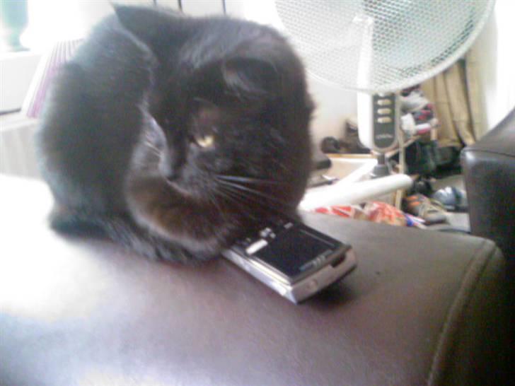 Blanding af racer Cleo billede 13