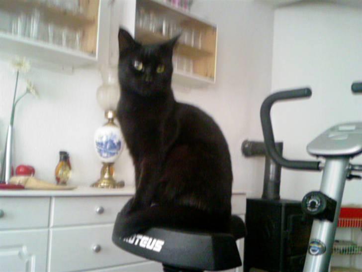 Blanding af racer Cleo billede 14