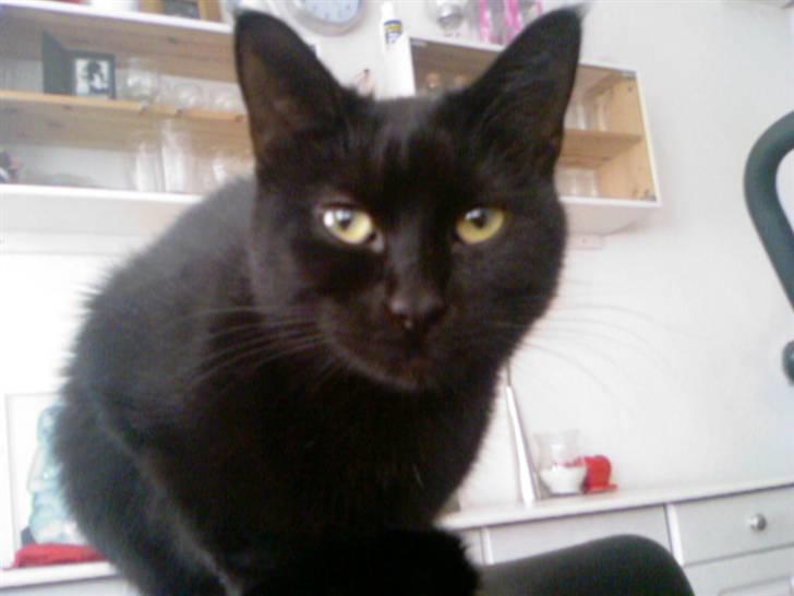 Blanding af racer Cleo billede 15