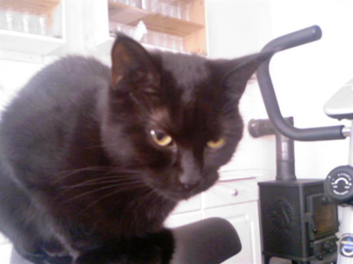 Blanding af racer Cleo billede 16