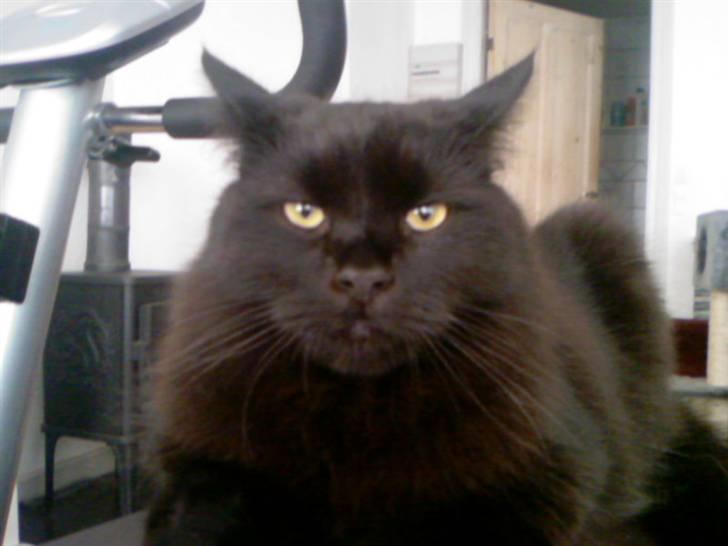 Blanding af racer Cæsar billede 11