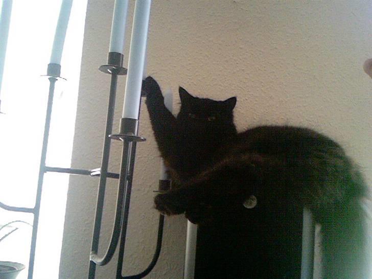 Blanding af racer Cæsar billede 12