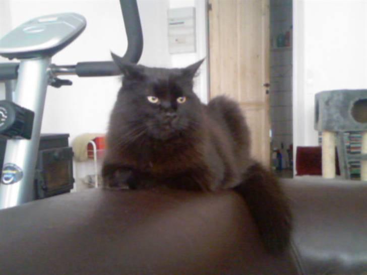 Blanding af racer Cæsar billede 13